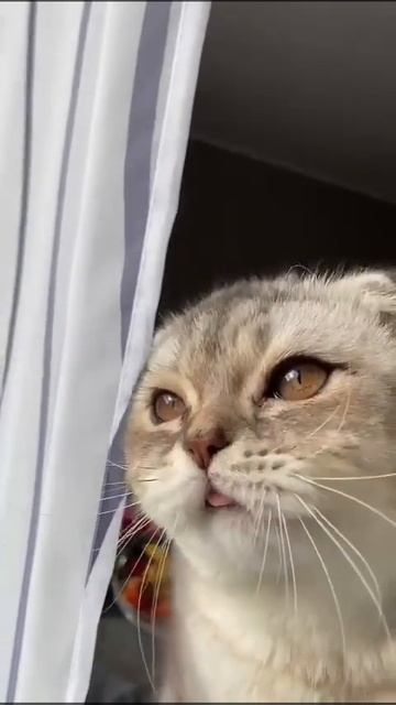 #shortvideo Мусяка охотится на паука смотреть до конца 😂😂😂😂 смотреть онлайн