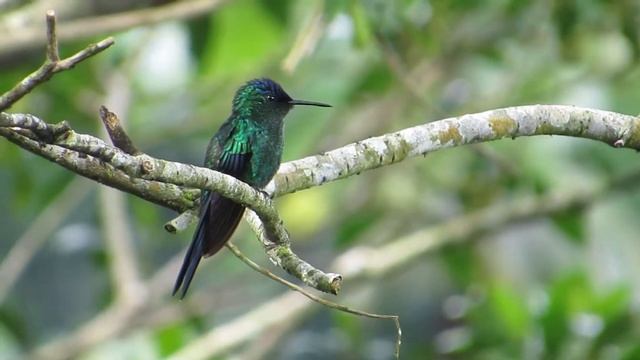 Birdwatching no Bonete, Ilhabela, SP - Sítio Oricongo смотреть онлайн