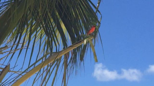 Zilwa Attitude - Mauritius