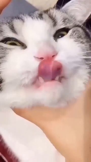 Kucing Lucu Mau Sikat Gigi Dulu смотреть онлайн