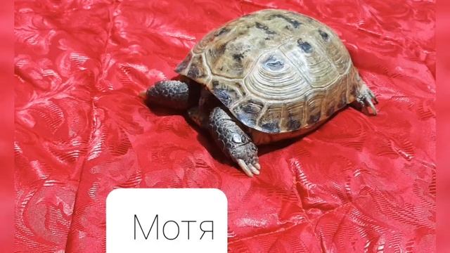 уход и содержание хомячка.(мини-видео) 1 часть смотреть онлайн