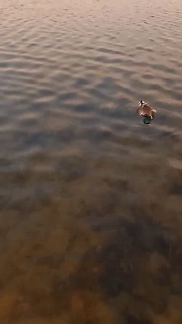 утка крюгер##shorts #reels#hunting#duck#природа смотреть онлайн