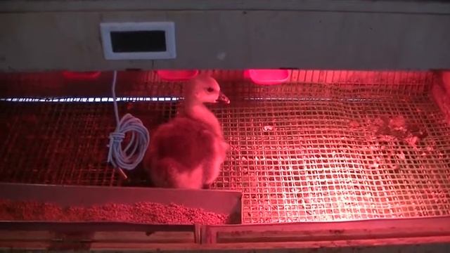 Рождение гусенка смотреть онлайн