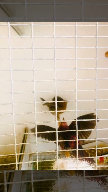 Carpodacus roseus. смотреть онлайн