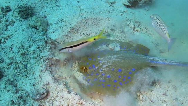 🐟🐠CURIOUS Stingray🐠🐟 смотреть онлайн