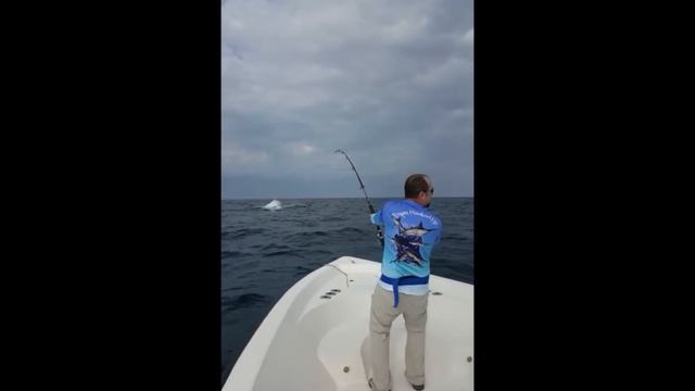 1000lb Black marlin смотреть онлайн