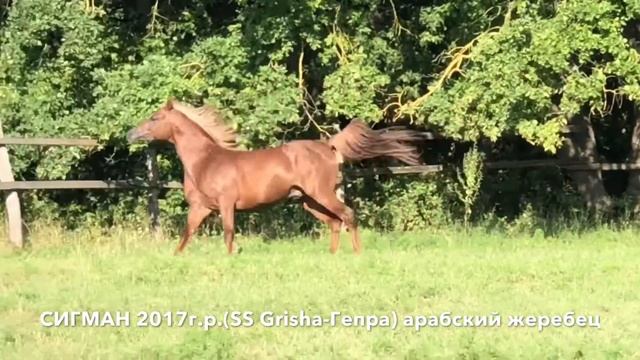 лошади конефермы Эквилайн, тел., WhatsApp +79883400208 смотреть онлайн