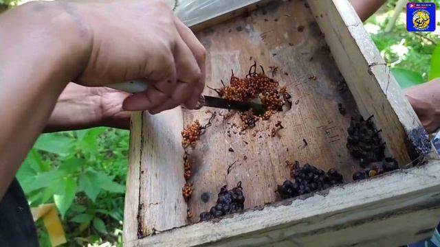 BELAJAR MENJADI PETANI LEBAH TRIGONA PROFESIONAL смотреть онлайн