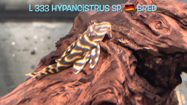 L 333 Hypancistrus sp 🇩🇪 bred смотреть онлайн