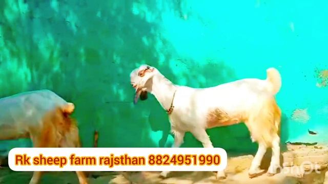 Jamnapuri goat Live weight 25 se 50 kg rk sheep farm rajasthan 350 rupay par kg смотреть онлайн