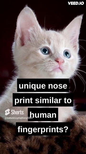 Cats have a UNIQUE Nose Print! смотреть онлайн