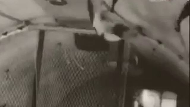 Кот в космосе