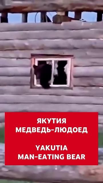 Медведь-людоед в Якутии залез в чужой дом 😲 Йети гризли шатун северный снежный человек смотреть онлайн