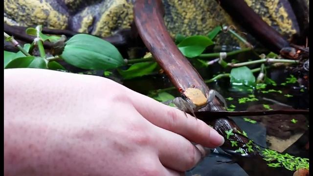 Geosesarma's - Shrimp-Visions смотреть онлайн