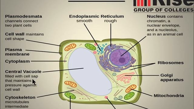 Biology Lecture #3|Rise College Multan| смотреть онлайн