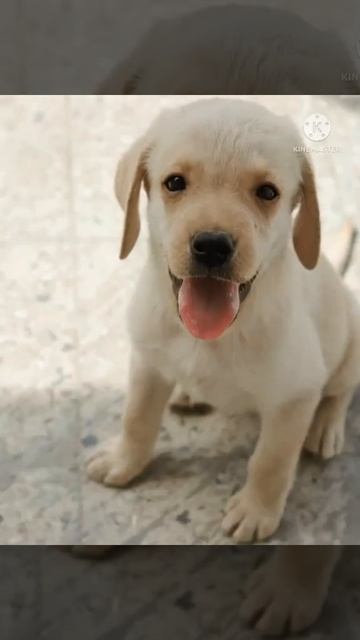 megavac 7 vaccine best for puppy s смотреть онлайн