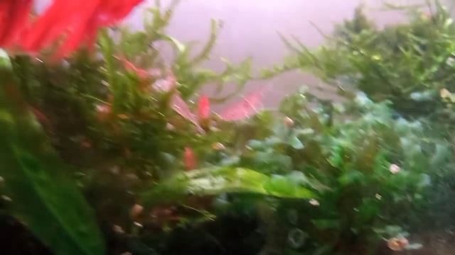 Гигант среди миньонов