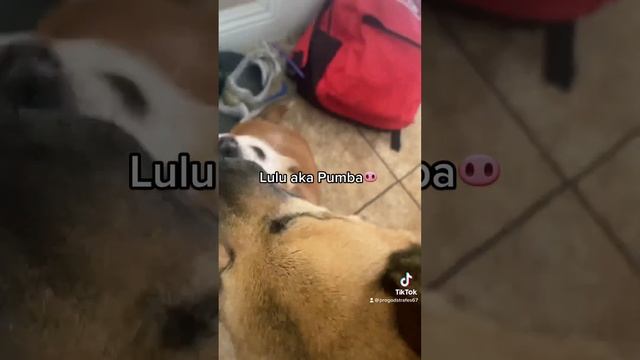 Which 🐶 wore it best!?😂❤️ Can buy this chain on our website: jewelryimperium.com #viraldogvideos смотреть онлайн