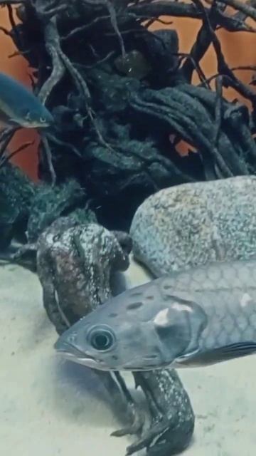 #залетит #москва #boy #мальчик #аквариум #стример #парень #москвариум #прогулка #семья #рыбы #круто смотреть онлайн