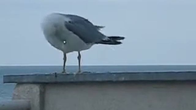 Чайка Мазохистка смотреть онлайн