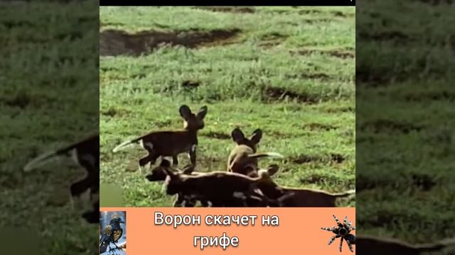 БОЛЬШОЙ ВОРОН против ГРИФОВ смотреть онлайн