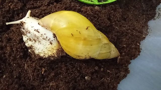 Что нужно для улитки ахатин смотреть онлайн