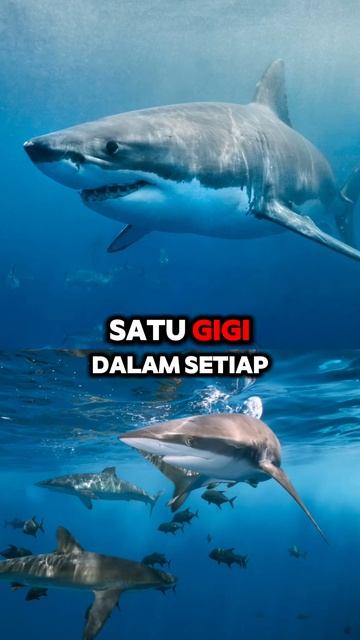 berapa lama gigi baru ikan hiu tumbuh #faktahewan #faktaunik #shorts смотреть онлайн