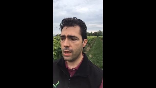 Vite in diretta! Come migliorare fioritura e allungamento rachide смотреть онлайн