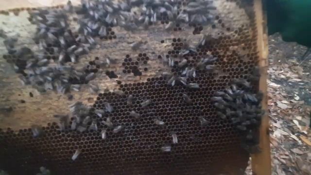 Бджоли сильно гудять восени! Що це? Є час виправити! смотреть онлайн