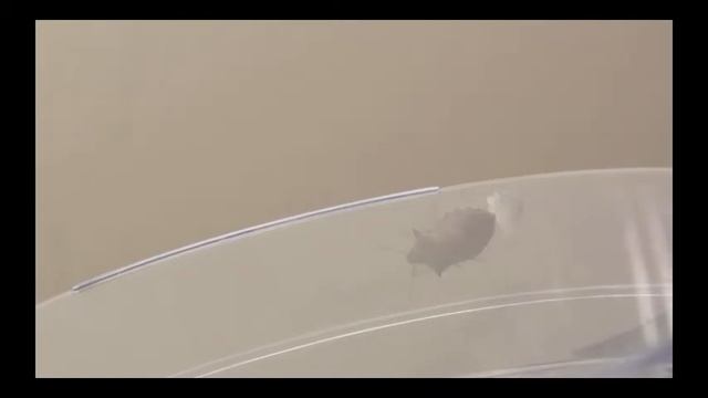 Podisus egg laying смотреть онлайн