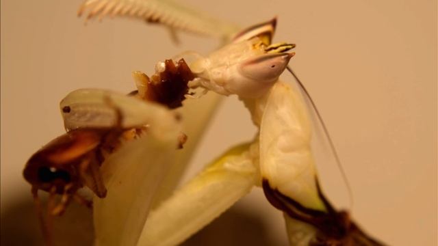 Orchid mantis (Hymenopus coronatus) eats a roach смотреть онлайн