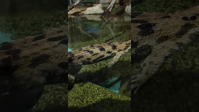 Екатеринбург. Океанариум ,террариум смотреть онлайн