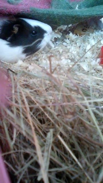 смотрим что делает нюша смотреть онлайн