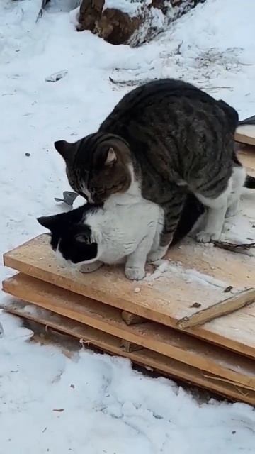 ххх кот 🙀 смотреть онлайн