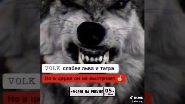 VOLK слабее льва и тигра но смотреть онлайн