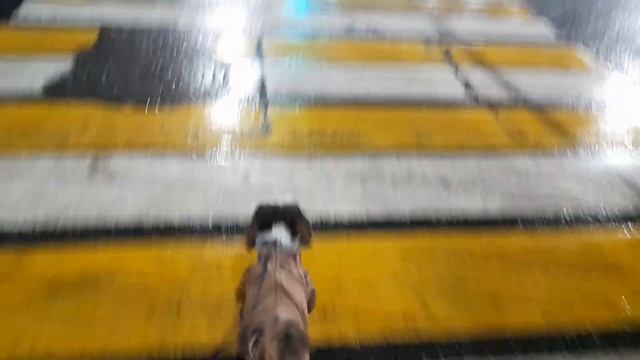 Погуляли🐕 Зашли в гости в Рыбную лавку 🐙🦂🐚🦈 Готовимся к Мукбангу🙃💋💋💋 смотреть онлайн