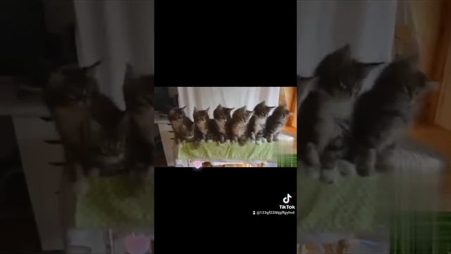 малые котята пушистые друзья смотреть онлайн