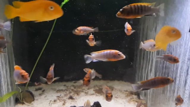 Labidochromis hongi super red смотреть онлайн