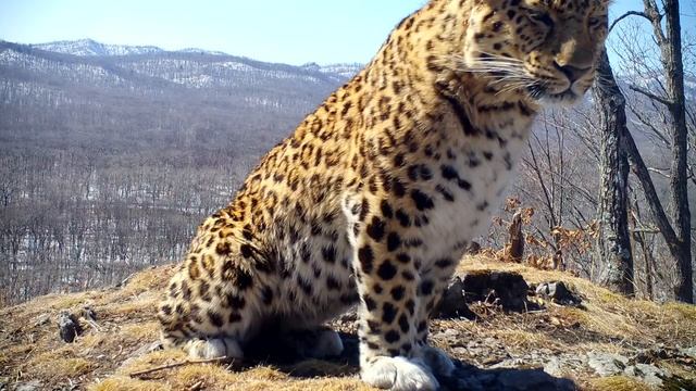 Уставший дальневосточный леопард смотреть онлайн