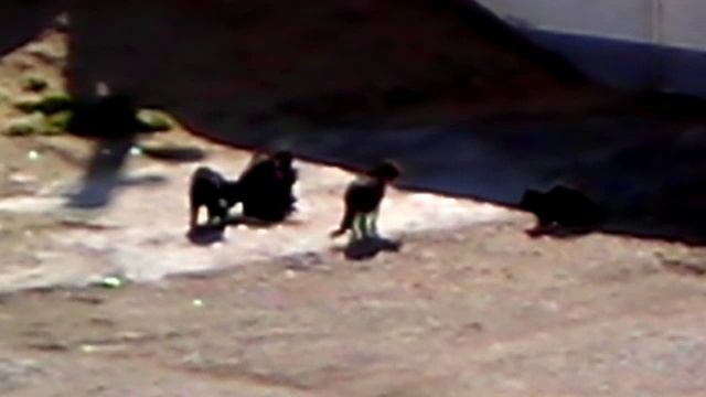 Кошки играют и  поют