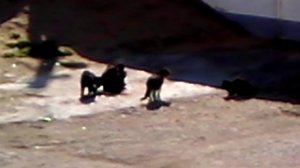 Кошки играют и  поют