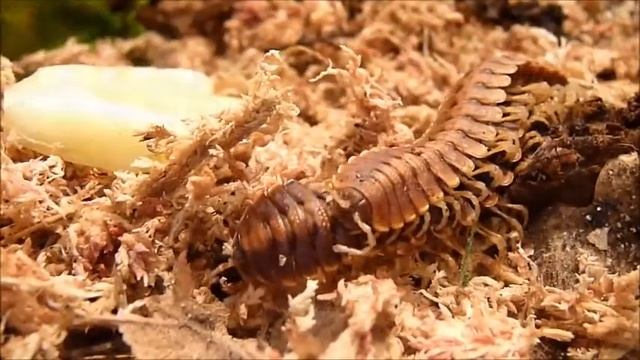 Milpiés plano #1 (Coromus vittatus) смотреть онлайн