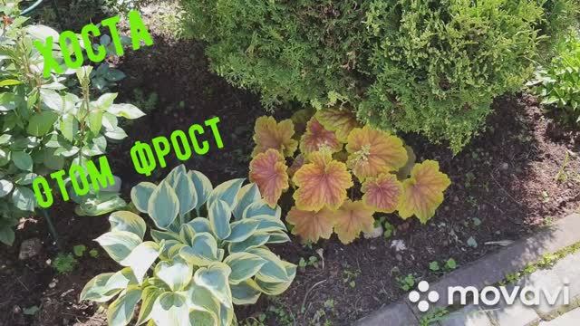 6.  Летний солнечный день 2023
.    Обзор сада.