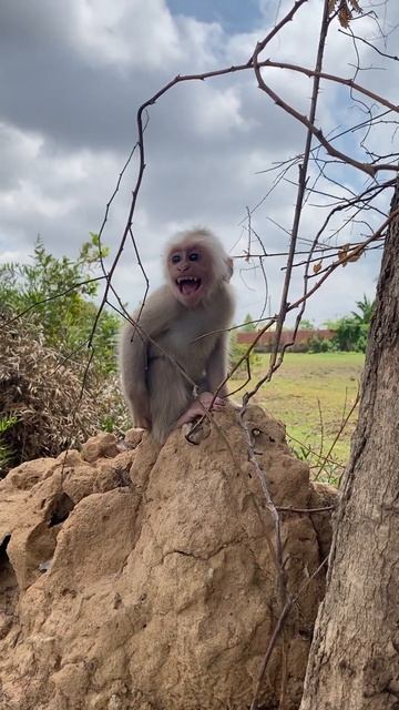 KI KI BABY FREE STLEY SING EIKEIK смотреть онлайн