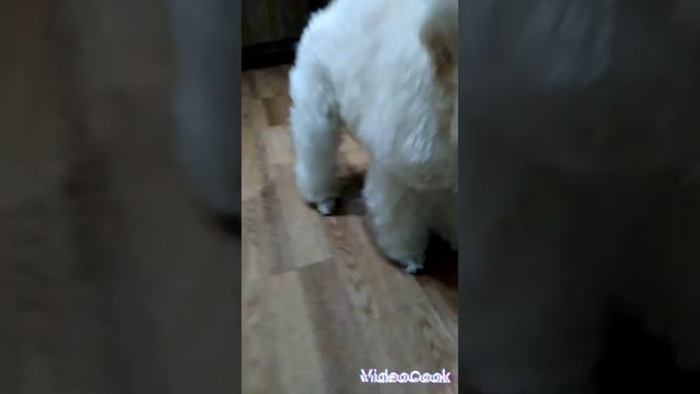 Сюрном Бруно Благородный Лорд смотреть онлайн