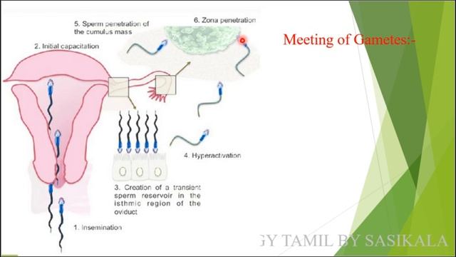 TN PG TRB ZOOLOGY UNIT 7 DEVELOPMENTAL BIOLOGY - FERTILIZATION IN BIOLOGY TAMIL BY SASIKALA смотреть онлайн