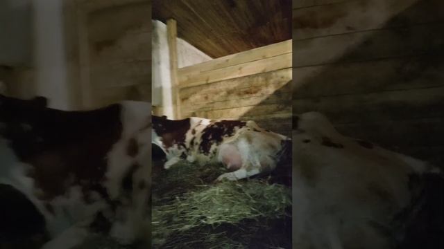 Отёл Росинки ❤️ смотреть онлайн