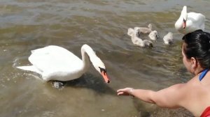 Лебедь укусил за руку 😄