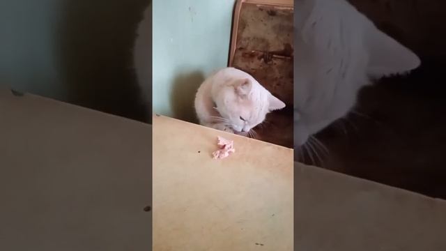 Тоха и паштет смотреть онлайн