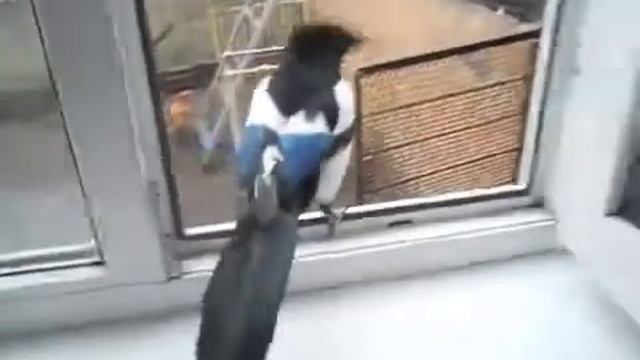 Мы в ответе за тех кого приручили. смотреть онлайн